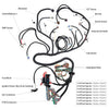 For 2003-2007 LS3 Standalone Wiring Harness T56 Or Non Electr LS 4.8 5.3 6.0 DBW - Bull Boost Performance